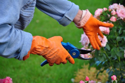 Professional tree reduction service for a residential Earlscourt home