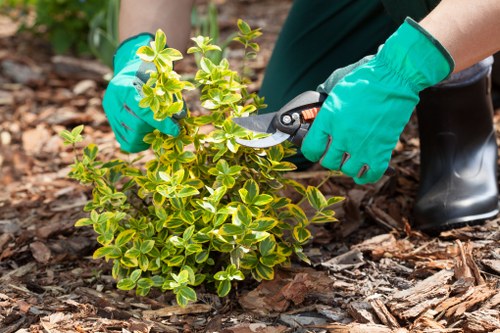 Professional arborist performing tree care in an urban setting
