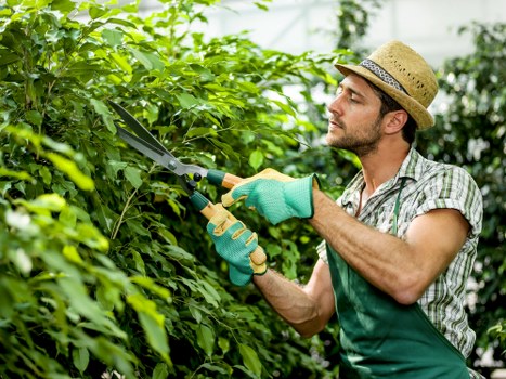 Local arborist handling urgent tree clearance near Earlscourt homes
