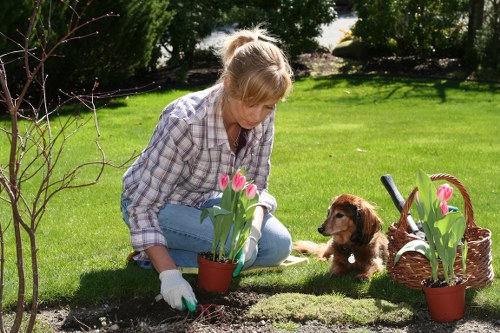 Arborist shaping a tree canopy with careful reduction pruning